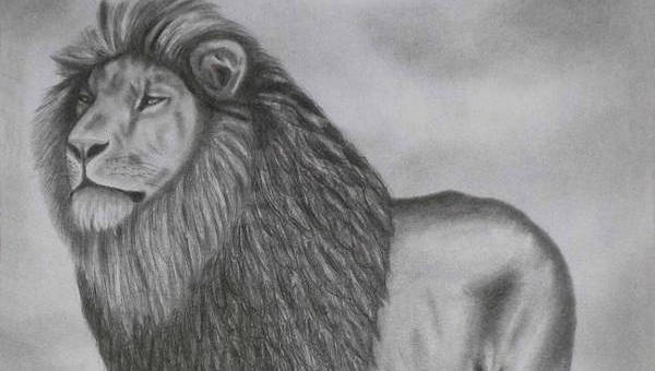 600x340 Lion Drawings - Lion Sketch Drawing
