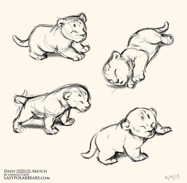 736x719 Drawn Baby Animal Lion - Lion Sketch Easy