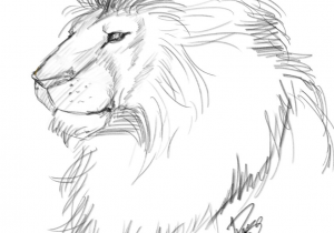300x210 Lion Sketch Images Full Face Lion Head, African Lion, Sketch - Lion Sketch Images
