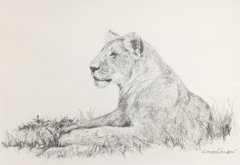 800x549 Lion Sketch Simon Combes Peninsula Art Gallery, Sidney Bc - Lion Sketch Images