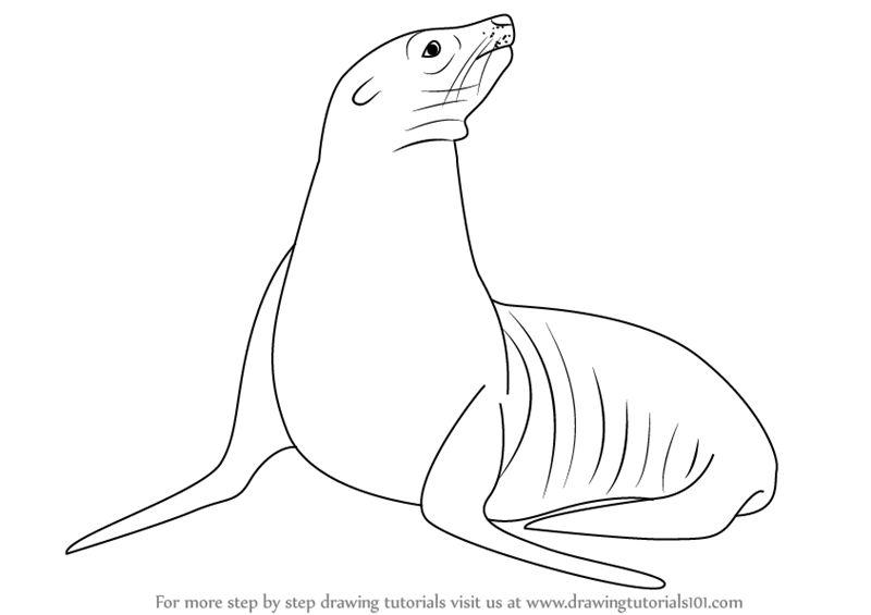 800x565 Sea Lion Sketch Drawing Skill - Lion Sketch Images