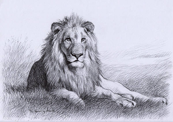 600x424 Lion Drawings - Lion Sketch Images