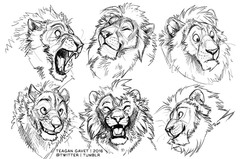 Lion Sketch Pictures