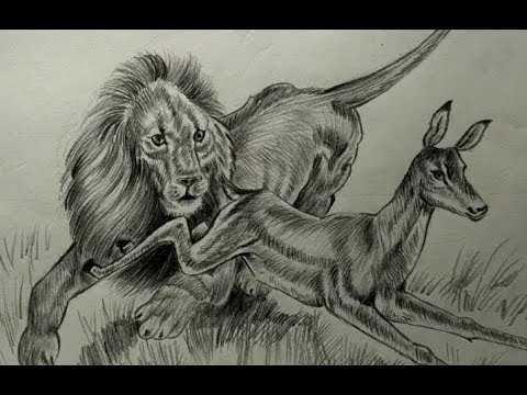 480x360 How To Sketch Lion Attacking On Deer Sketch Tutorial - Lion Sketch Pictures