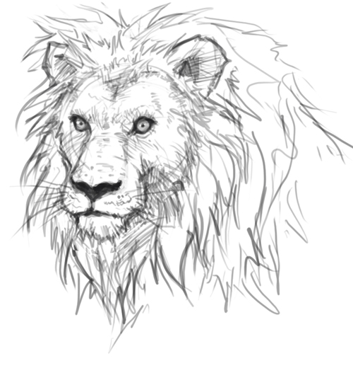 500x527 How To Draw Lion - Lion Sketch Pictures