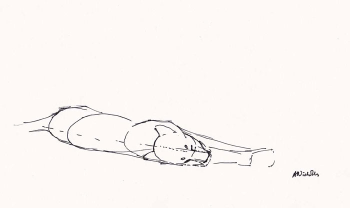 700x416 How To Draw Lions The Stages Of A Field Sketch - Lion Sketch Pictures