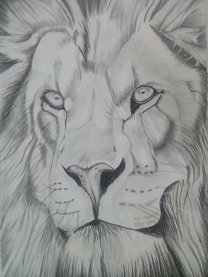 675x900 Lion Sketch Drawing By Anirudh Maheshwari - Lion Sketch Pictures