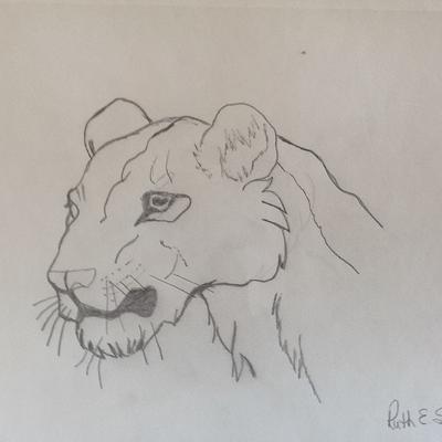 400x400 Lion Sketch - Lion Sketch Pictures