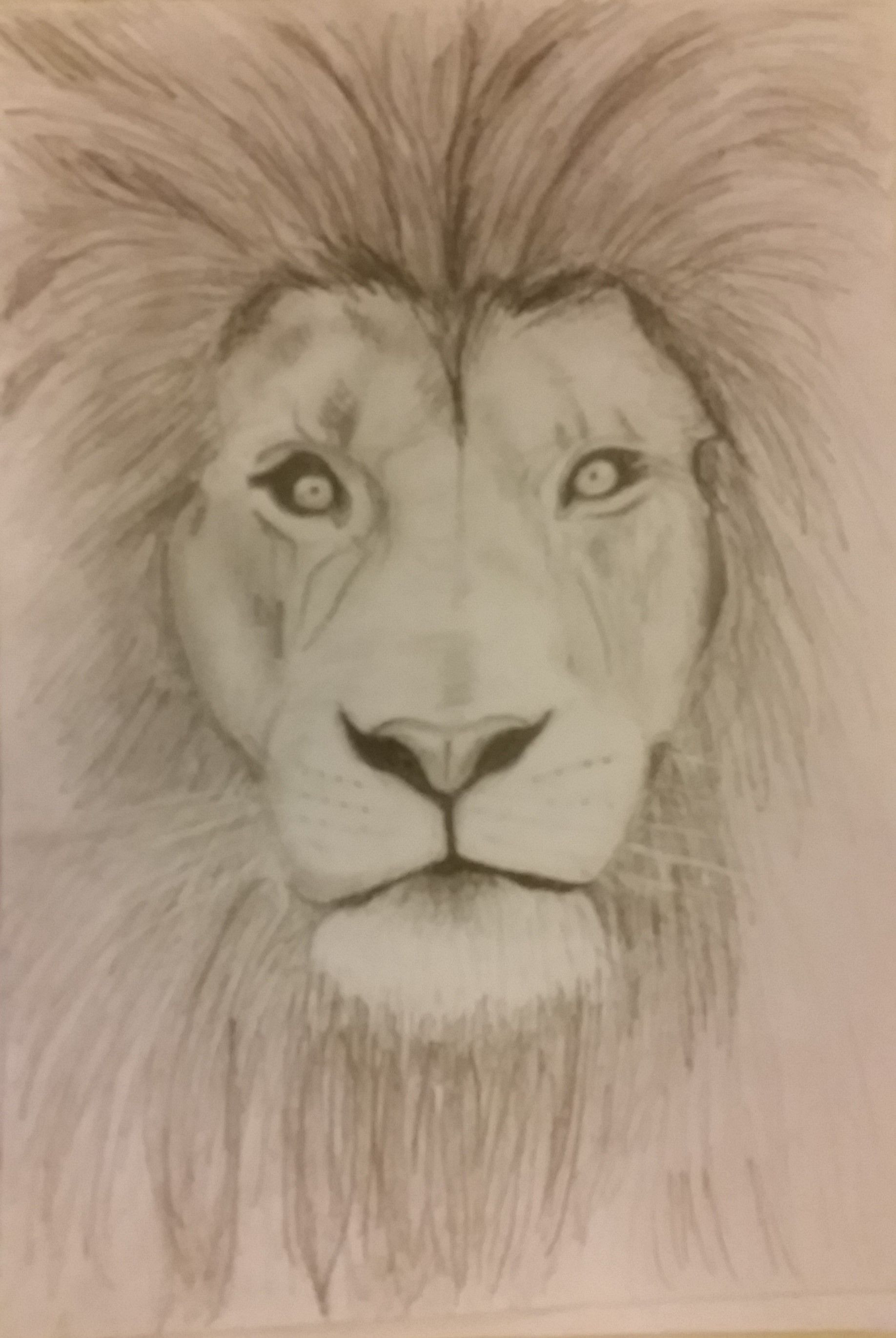 1836x2741 Pencil Drawings Of Animals Easy Simple Lion Sketch Drawing With - Lion Sketch Pictures