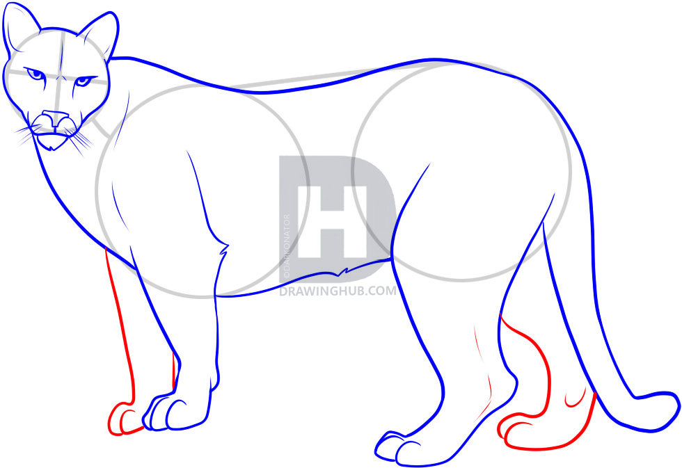 980x673 How To Draw A Mountain Lion, Step By Step, Drawing Guide, By - Lion Sketch Step By Step