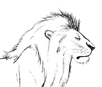 423x361 African Lion Drawings - Lion Sketch Wallpaper