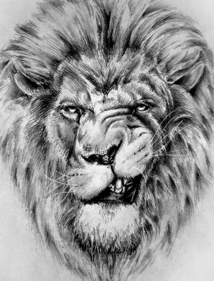 733x960 Lion Sketch By Shizzuro - Lion Sketch Wallpaper