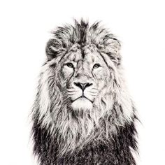 236x236 Pin By Nick Lepek On Tattoo Ideas Tattoos, Tattoo - Lion Sketch Wallpaper