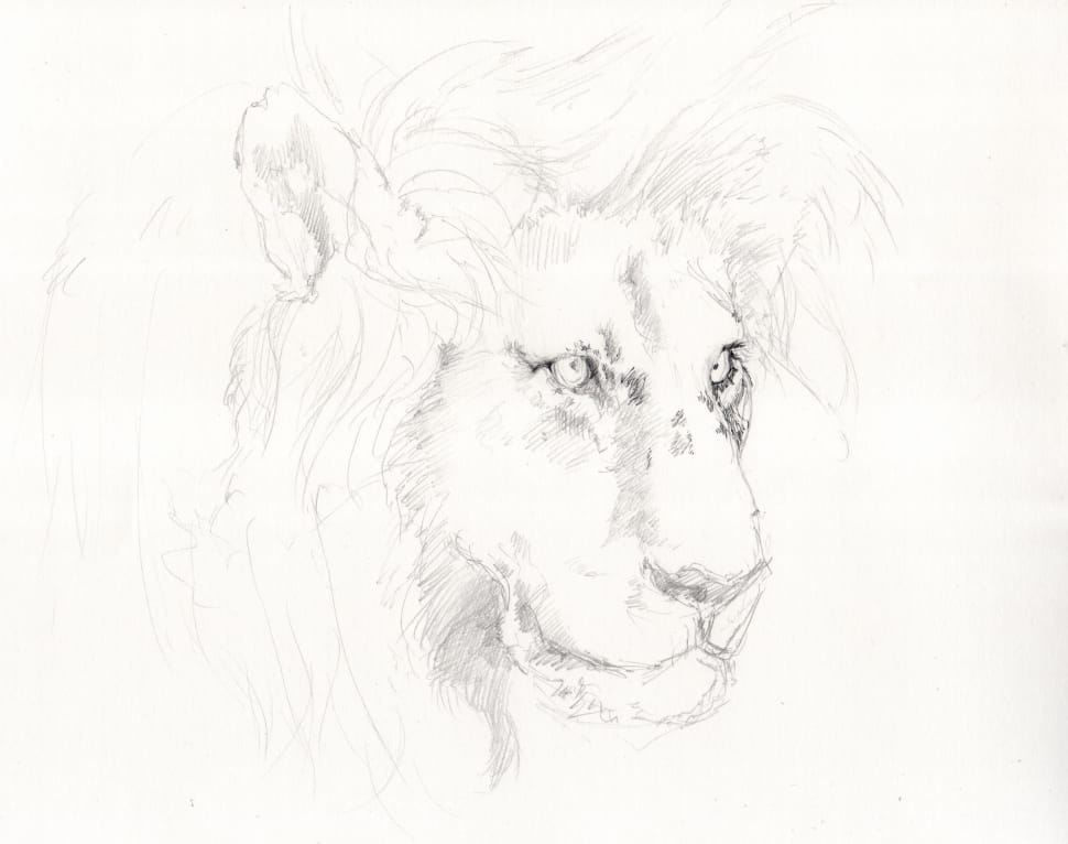 970x766 White And Black Lion Sketch Free Image Peakpx - Lion Sketch Wallpaper