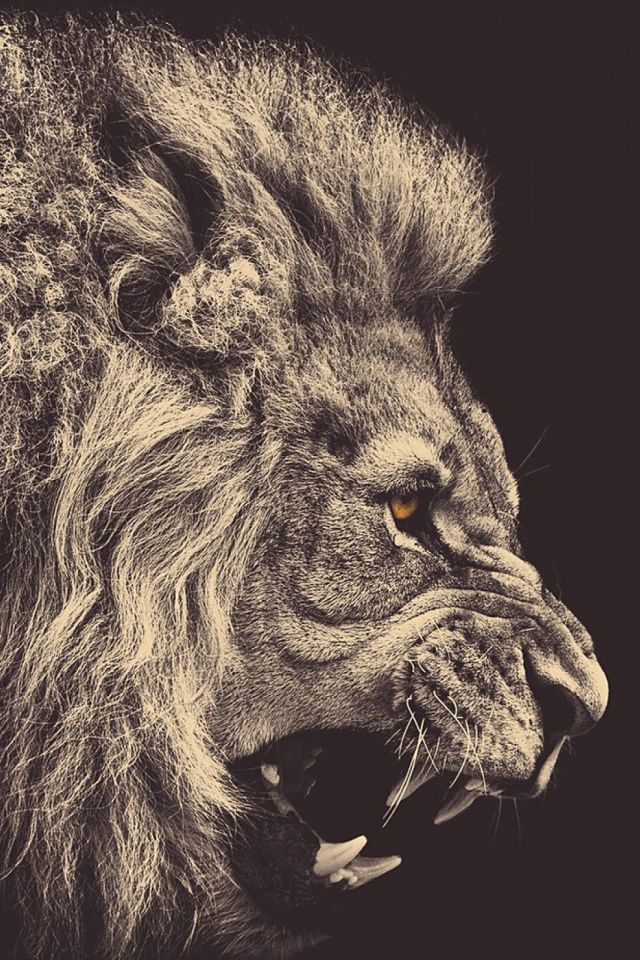 640x960 Dark Lion Mobile Wallpaper - Lion Sketch Wallpaper
