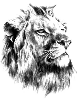 315x413 Great Lion Tattoo Sketch - Lion Tattoo Sketch