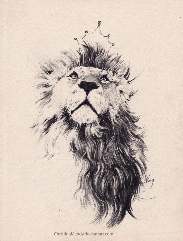 736x969 Image Result For Lion Tattoo Tattoo Art Tattoos - Lion Tattoo Sketch