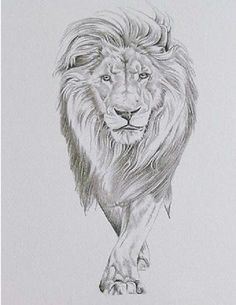 236x305 The 13 Best Feminine Lion Tattoo Designs Images - Lion Tattoo Sketch