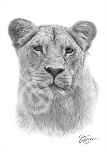212x300 Lioness Pencil Drawing Artwork Print A3 A4 Sizes Signed Big Cat - Lioness Sketch