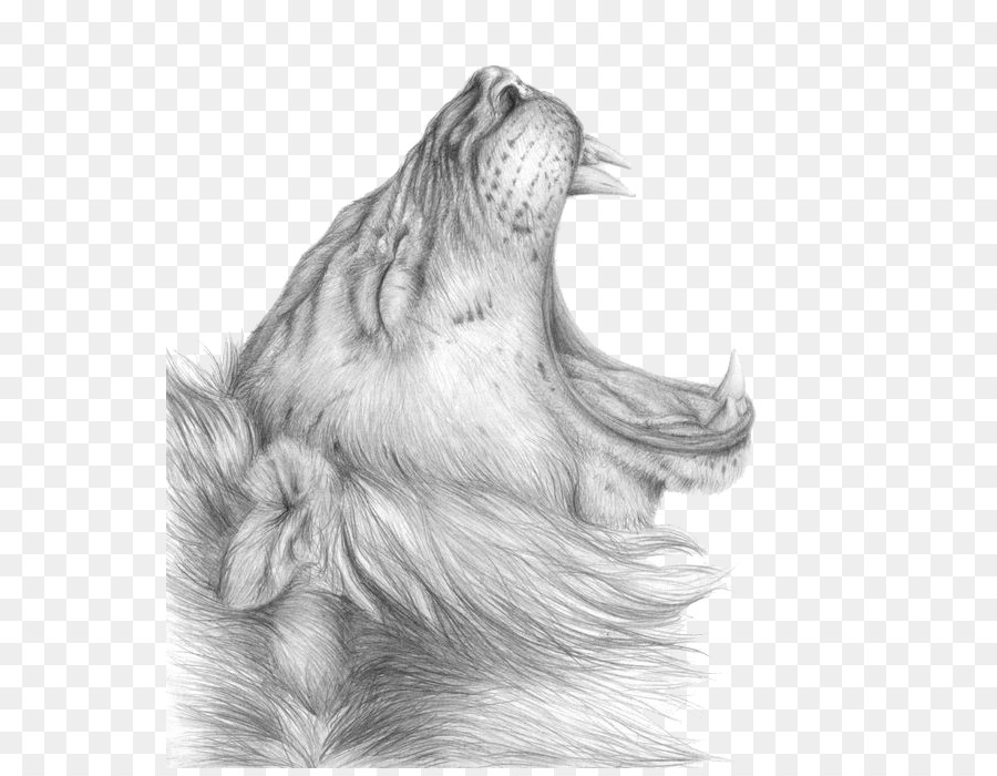 900x700 Lion Drawing Sketch - Lioness Sketch