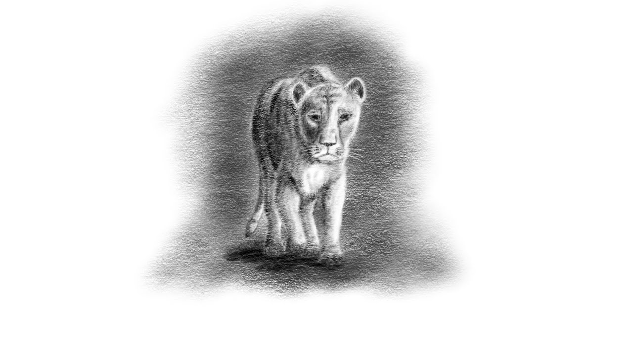 1280x720 Lioness - Lioness Sketch