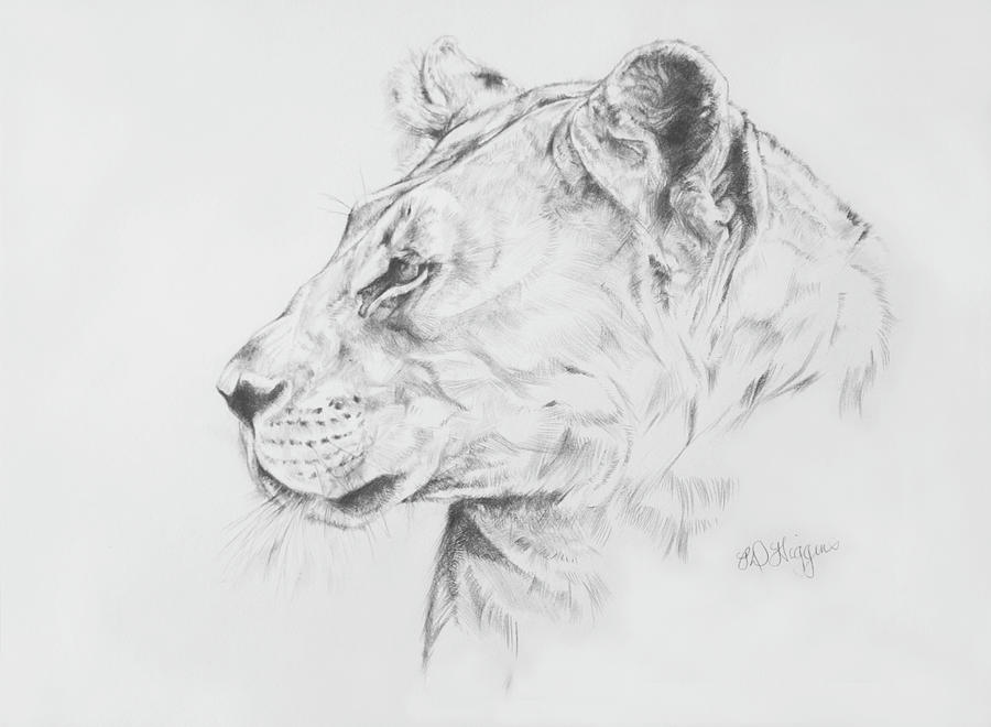 900x660 Lioness Drawing By Derrick Higgins - Lioness Sketch