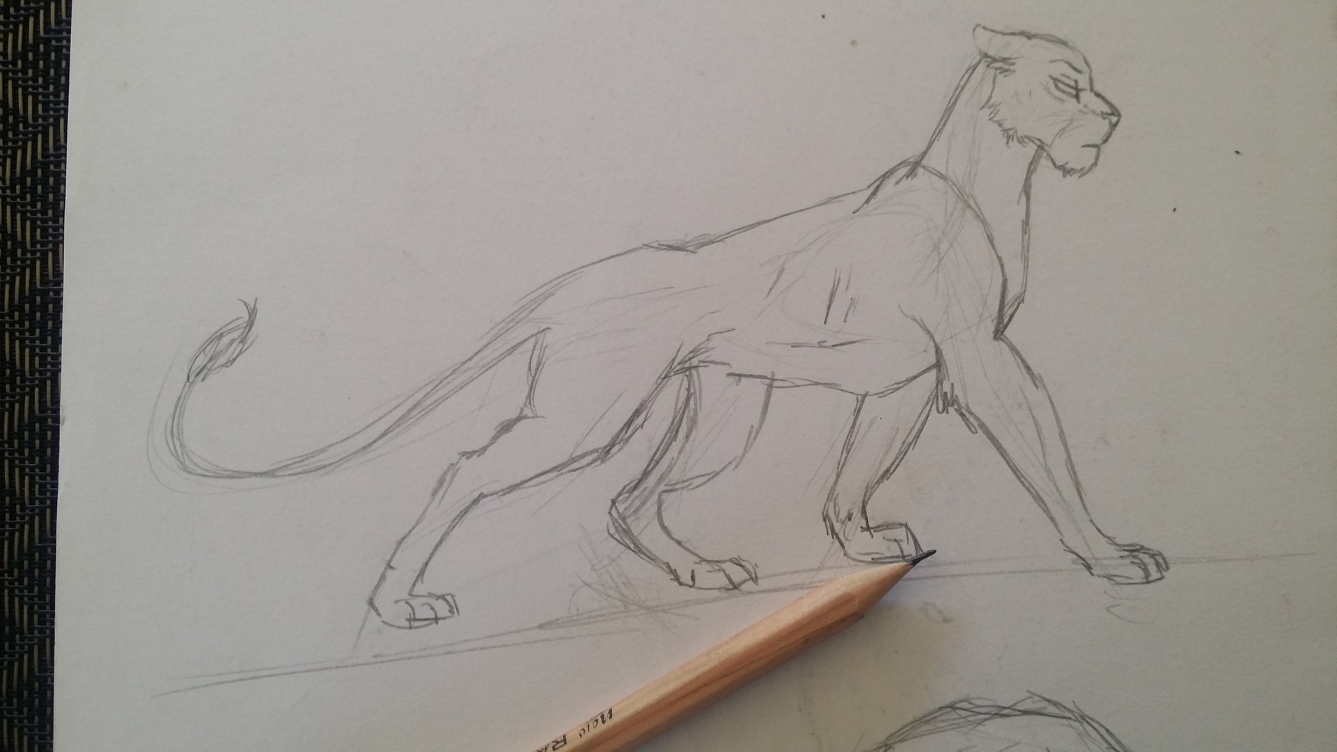 1920x1080 Artstation - Lioness Sketch