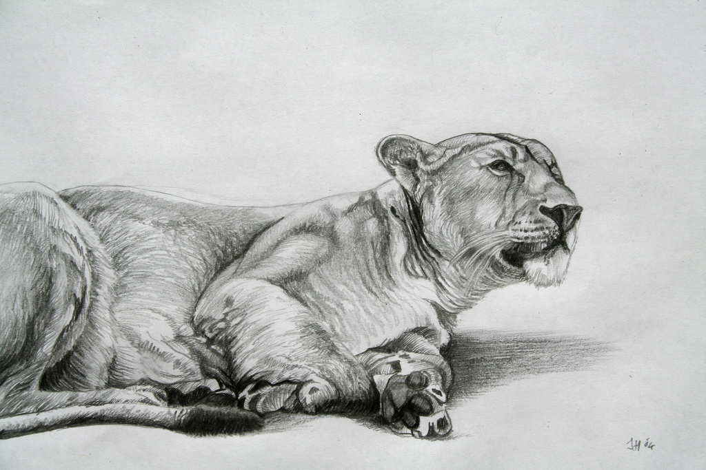 1024x683 Lioness Sketch - Lioness Sketch