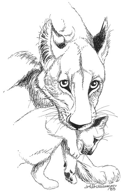 400x624 Lioness And Cub (Ink Sketch) Kerri Bennett Williamson - Lioness Sketch