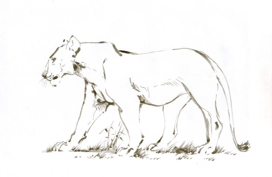 900x585 Lioness Sketch By ~tanya Buka Beauty - Lioness Sketch