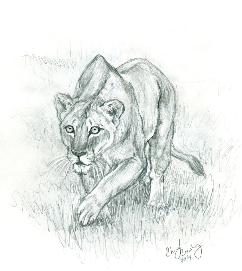 845x945 Lioness Sketch - Lioness Sketch
