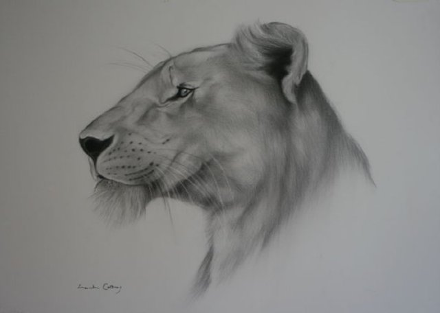 640x456 Lucinda Coldrey Artwork Lioness Original Drawing Charcoal - Lioness Sketch