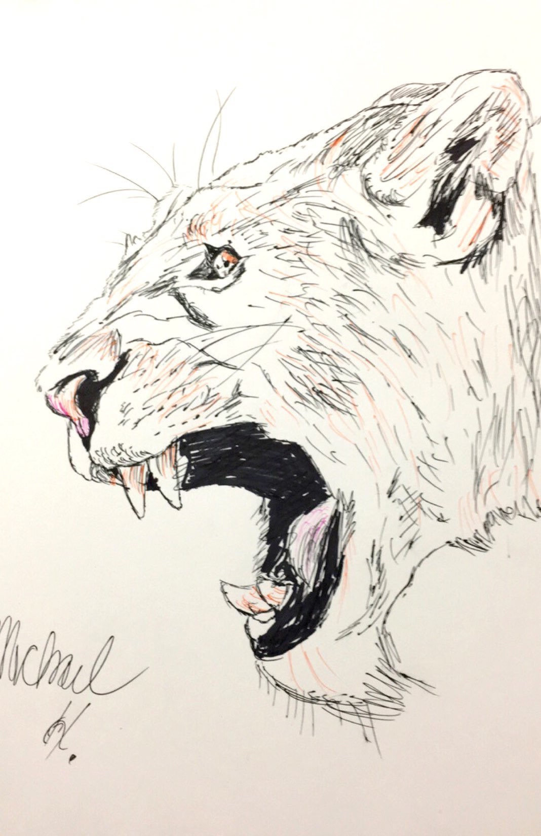 1068x1648 Michael Harvey - Lioness Sketch