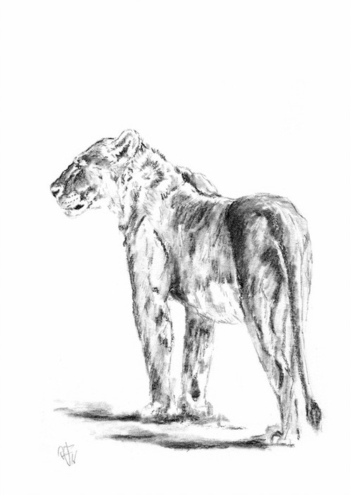 498x704 Lioness 3 - Lioness Sketch