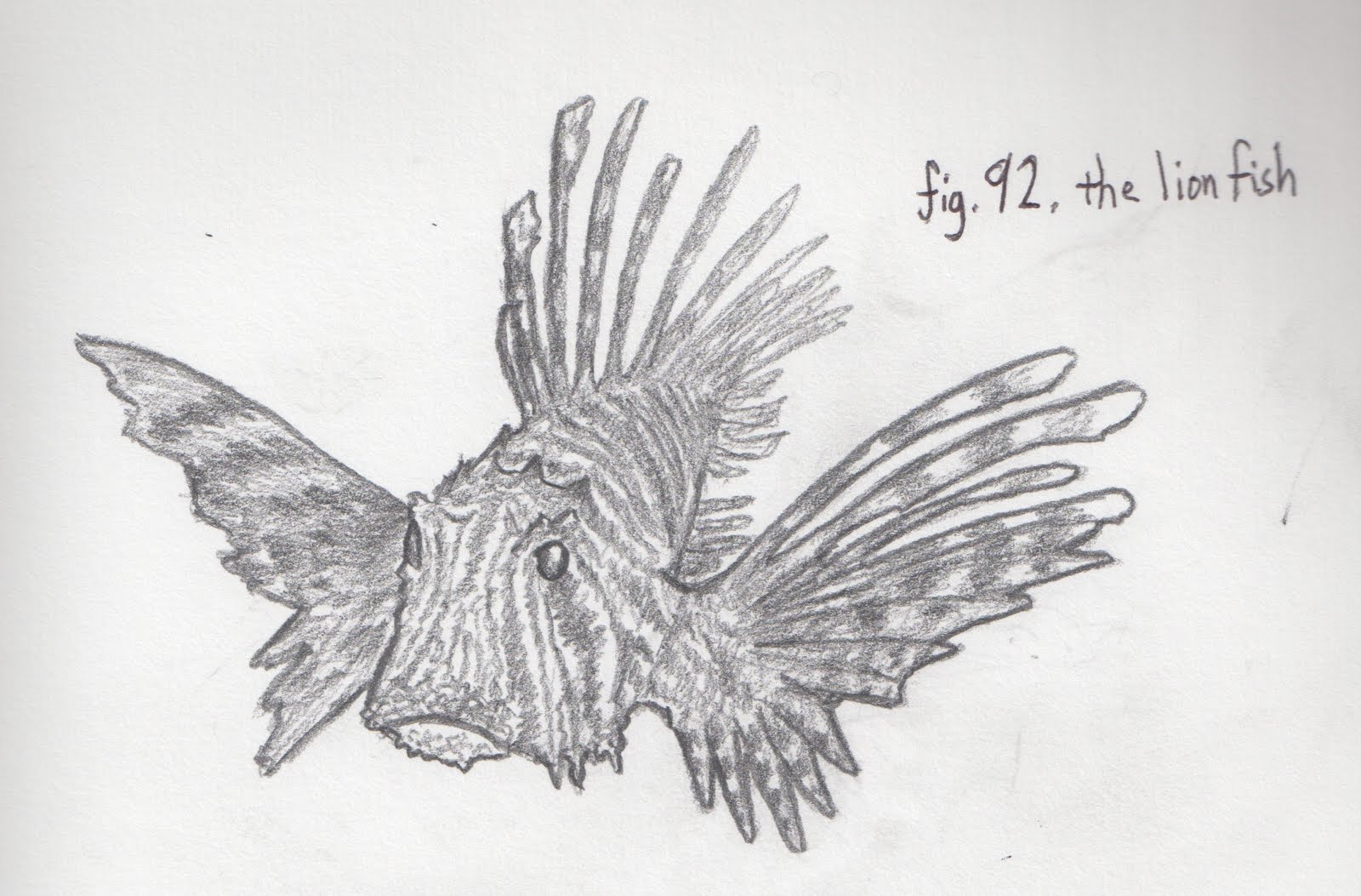 1600x1053 Jun Makes Stuff - Lionfish Sketch