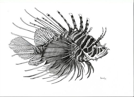 570x414 Limited Edition Lion Fish Print Of My Original Pen - Lionfish Sketch