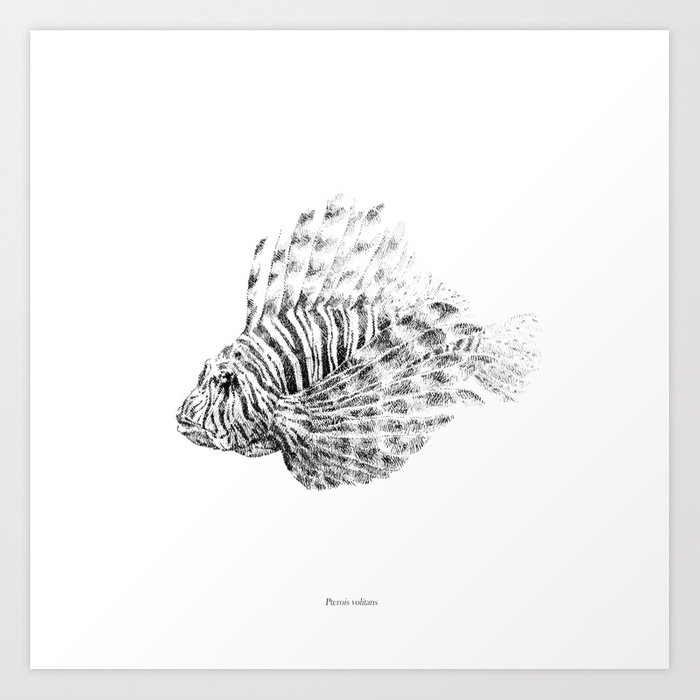 700x700 Lionfish - Lionfish Sketch