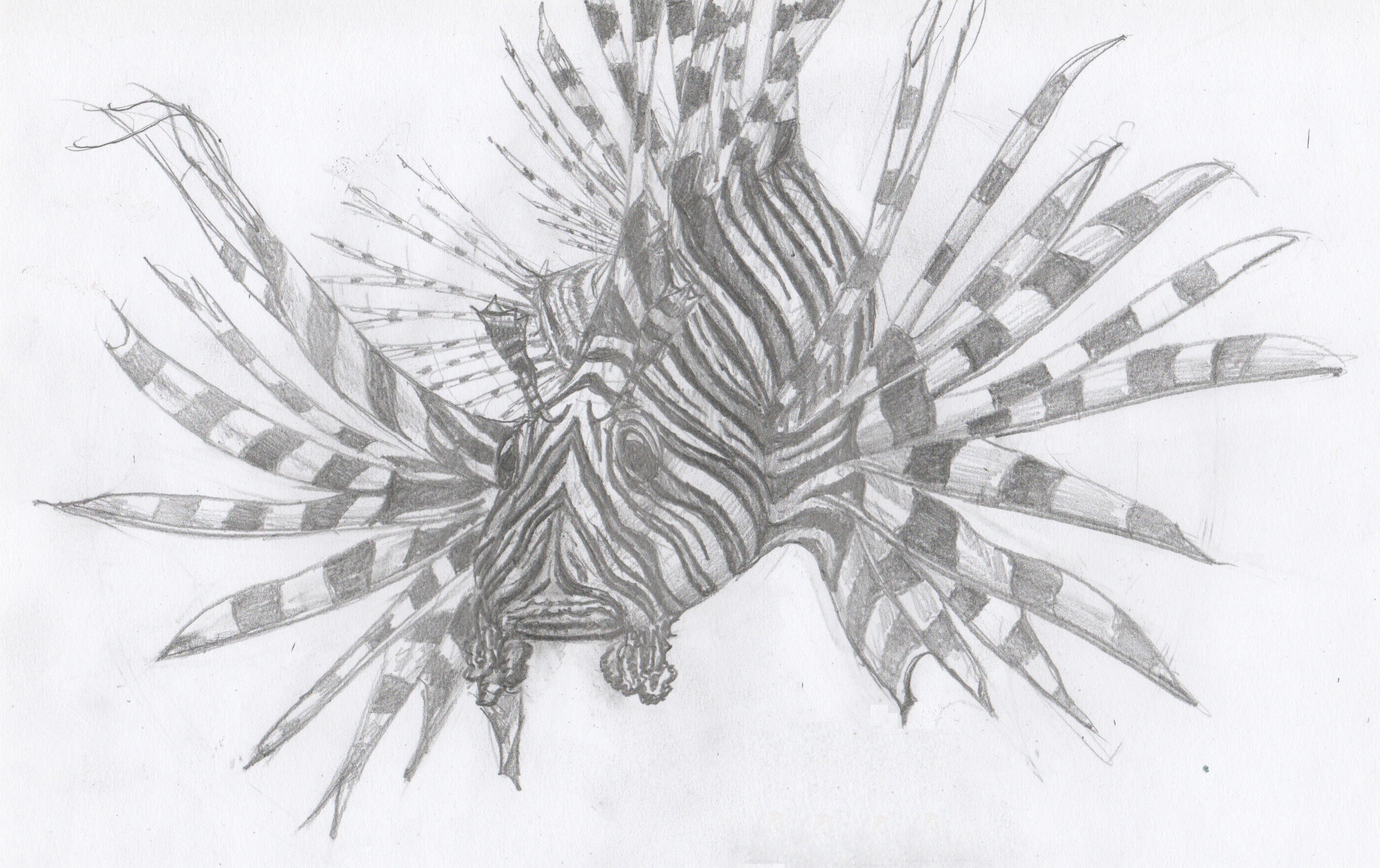 3159x1988 Lionfish Mattwilsonart - Lionfish Sketch