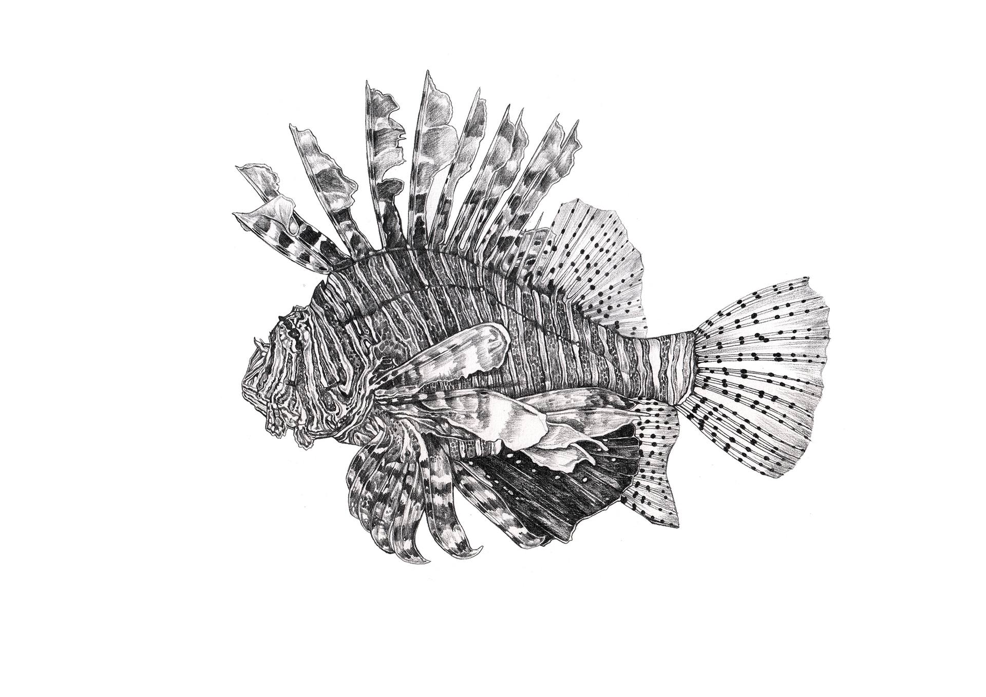1920x1358 Lionfish Drawing By Cebine Nieuwenhuize Saatchi Art - Lionfish Sketch