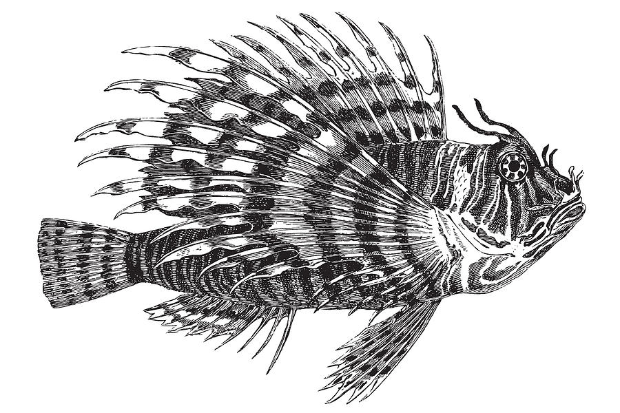 900x600 Lionfish Drawing By Ticky Kennedy Llc - Lionfish Sketch