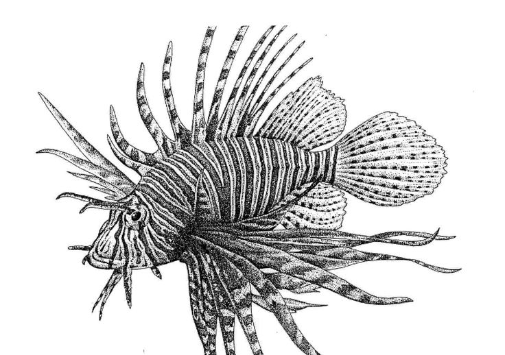 736x518 Lionfish Drawing - Lionfish Sketch
