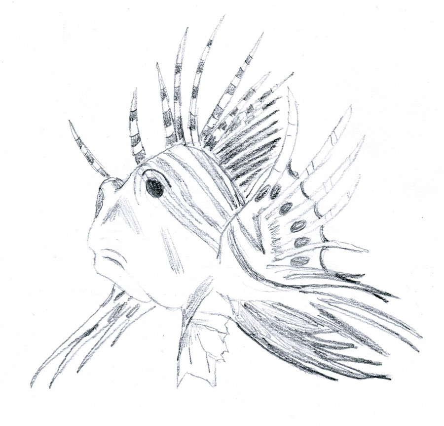 Lionfish Sketch at Explore collection of Lionfish