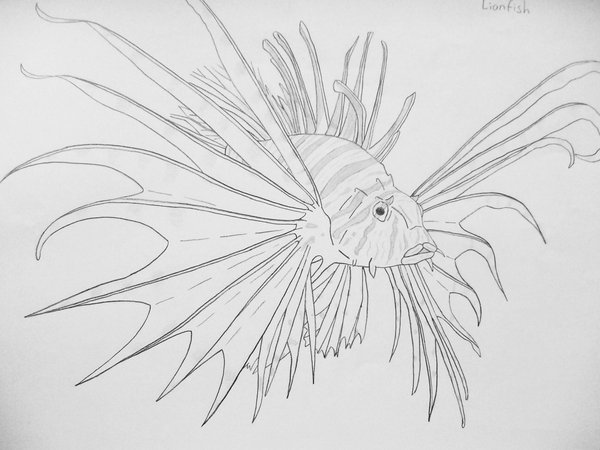 600x450 Lionfish By X - Lionfish Sketch