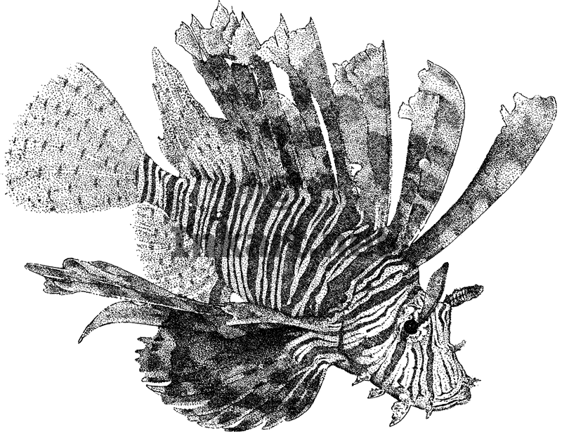 800x615 Wildlife Art Ocean Reef Fish - Lionfish Sketch