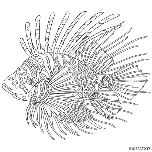 500x500 Zentangle Stylized Cartoon Zebrafish (Lionfish,pterois Volitans - Lionfish Sketch