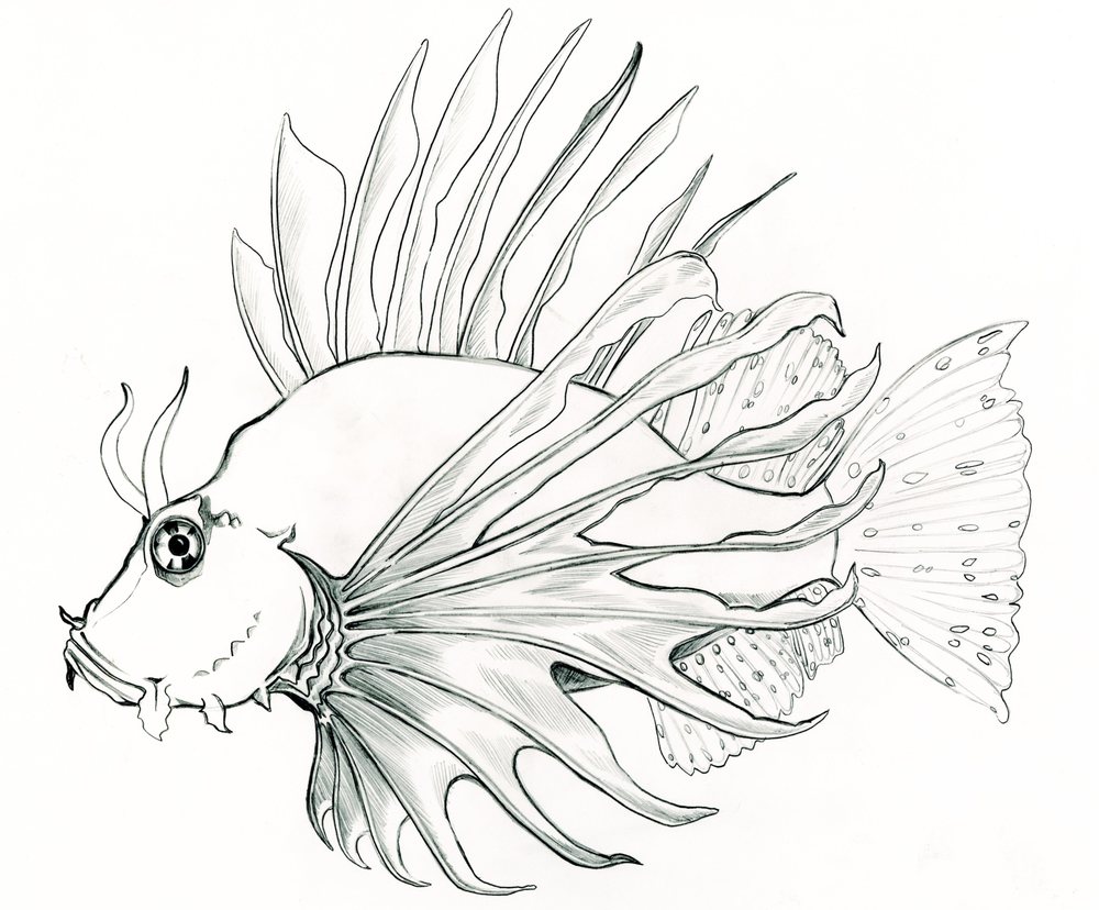 How To Draw A Lionfish Easy