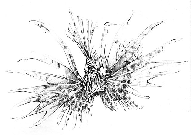 640x452 Lionfish Drawing - Lionfish Sketch