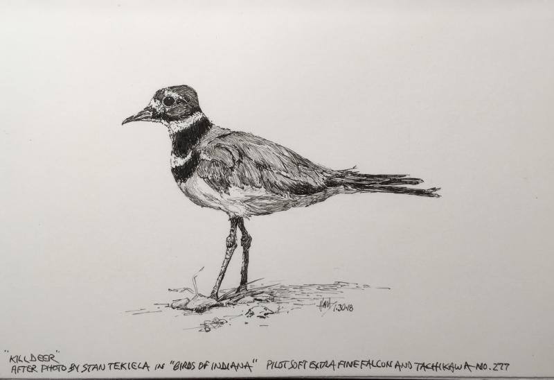 800x548 Killdeer Sketch - Little Bird Sketch