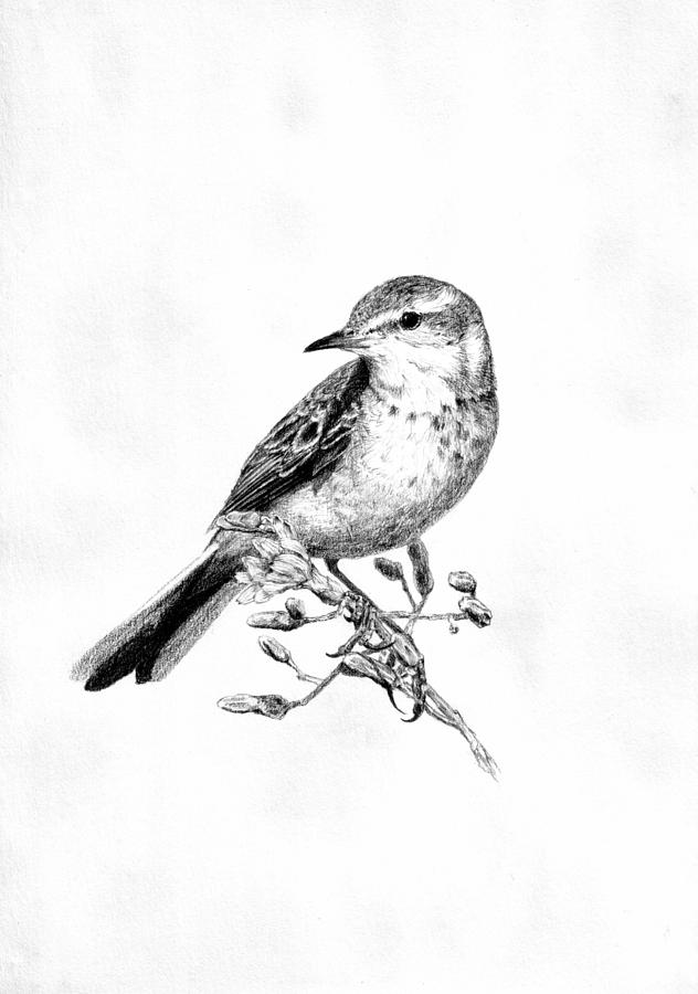 632x900 Little Bird 3 Drawing By Eugene Fill - Little Bird Sketch