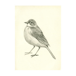 300x300 Little Bird Drawing By Bew Wanchai - Little Bird Sketch